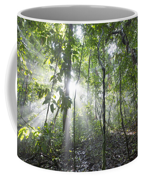 Feb0514 Coffee Mug featuring the photograph Sun Shining In Tropical Rainforest by Cyril Ruoso