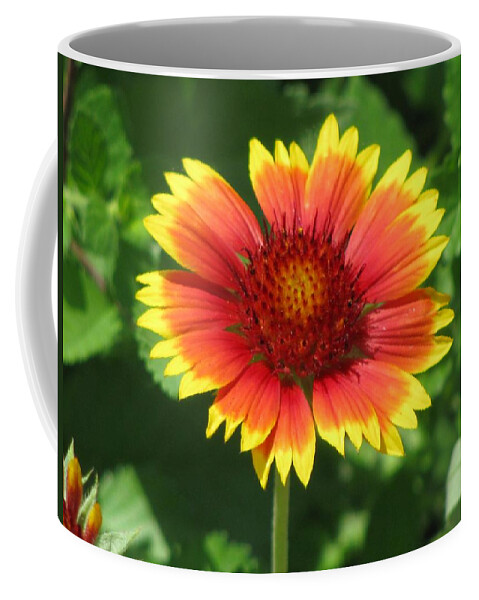 Flower Coffee Mug featuring the photograph Sunburst 03 by Pamela Critchlow
