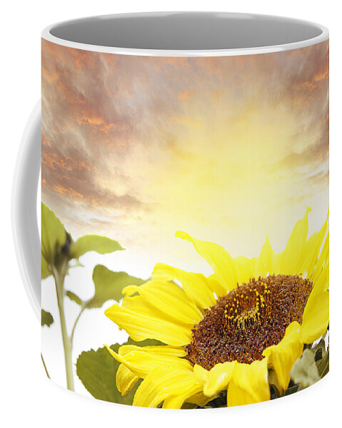Bloom Coffee Mug featuring the photograph Sunflower by Les Cunliffe