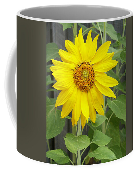 Helianthus Annuus Coffee Mug featuring the photograph Sunflower by Lisa Phillips