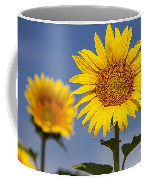 Bloom Coffee Mug featuring the photograph Sunflowers by Brian Jannsen
