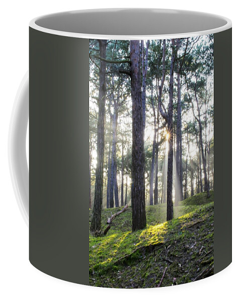 Trees Coffee Mug featuring the photograph Sunlit Trees by Spikey Mouse Photography
