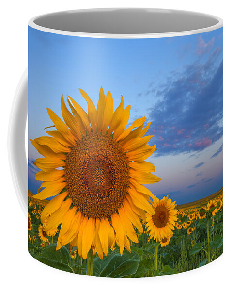 Sunflowers Coffee Mug featuring the photograph Sunny Side Up by Darren White