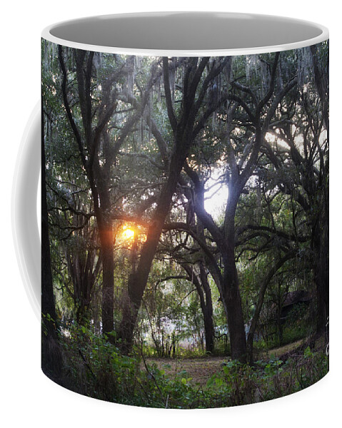 Florida Coffee Mug featuring the photograph Sunrise Through The Oaks by Janis Lee Colon