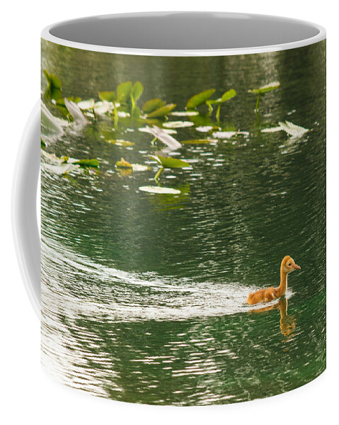 susan Molnar Coffee Mug featuring the photograph Swimming Baby Sandhill by Susan Molnar