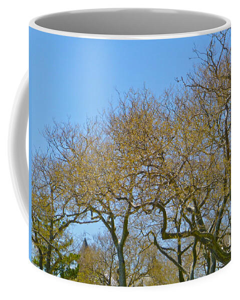 Trees Coffee Mug featuring the photograph Sycamores in spring by Ellen Paull