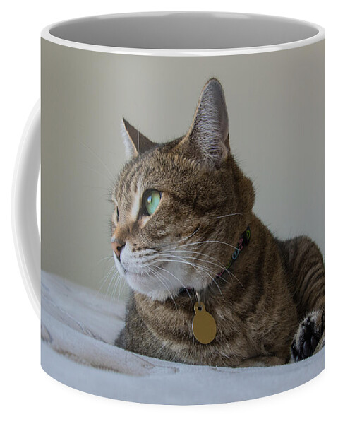 Tabby Coffee Mug featuring the photograph Tabby cat gaze by Valerie Cason