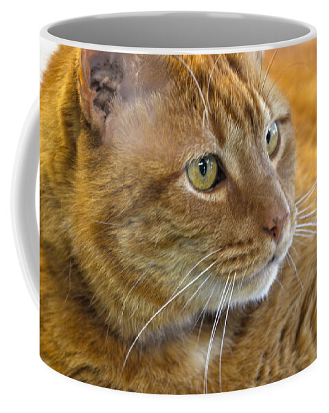 Cat Coffee Mug featuring the photograph Tabby Cat Portrait by Sandi OReilly