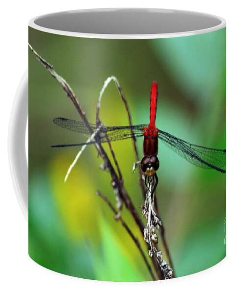 Wings Coffee Mug featuring the photograph Taking a Bow by Kevin Fortier