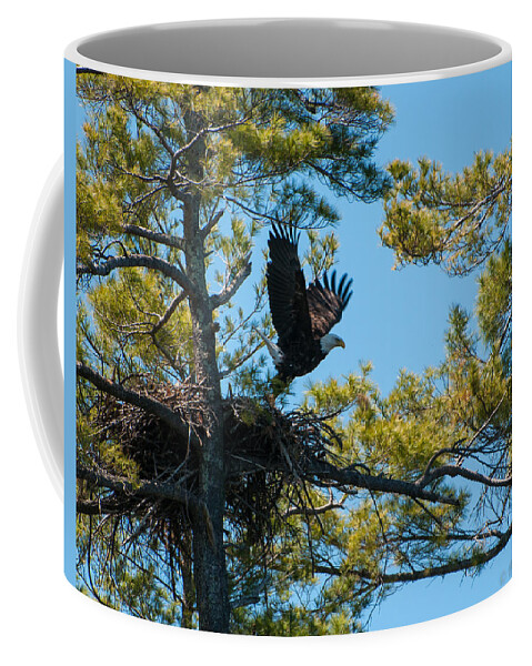 Bald Eagle Coffee Mug featuring the photograph Taking Flight by Brenda Jacobs