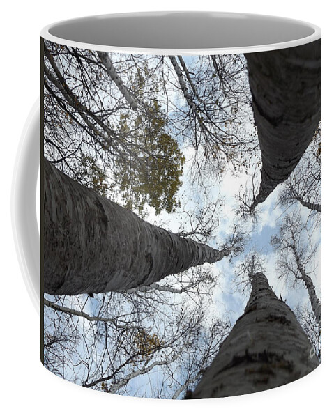 Nature Birch Tree Woods Fall Autumn Outside Trees Coffee Mug featuring the photograph Tall Birches by Erick Schmidt