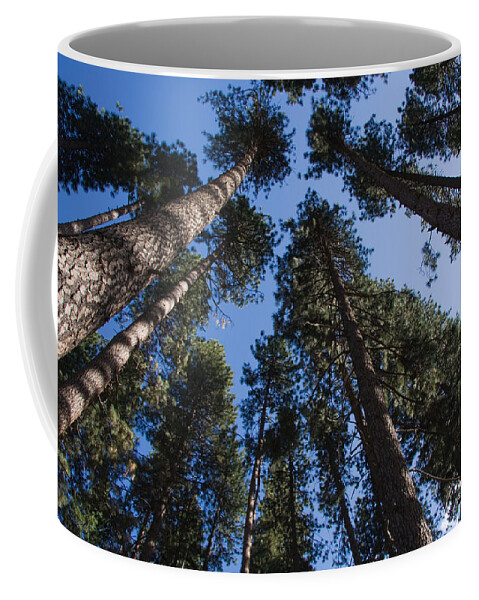 Trees Coffee Mug featuring the photograph Talls trees Yosemite National Park by Sue Leonard