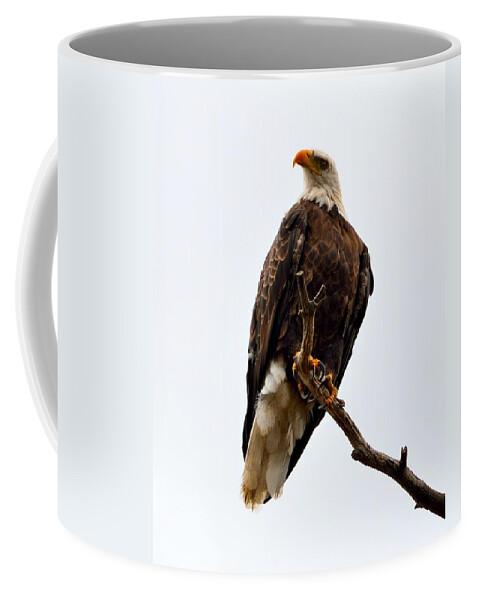 Talons Coffee Mug featuring the photograph Talons by Tranquil Light Photography