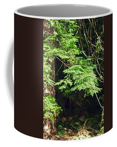 Cedar Tree Coffee Mug featuring the photograph Tangled Forest. Mount Rainier National Park by Connie Fox