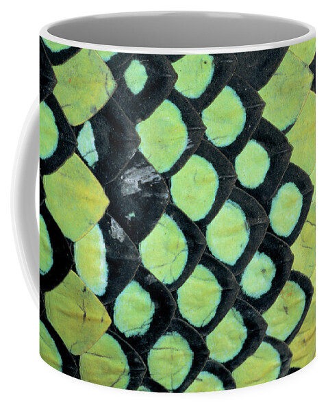 00511496 Coffee Mug featuring the photograph Temple Pit Viper Trimeresurus Wagleri by Michael and Patricia Fogden