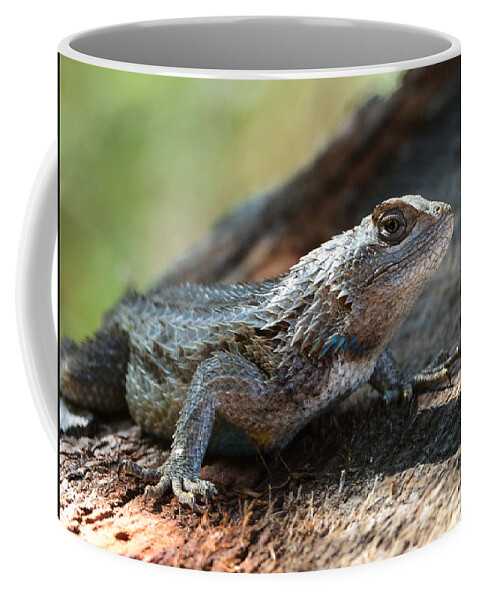 Horn Toad Lizard Coffee Mug featuring the photograph Texas Lizard by John Johnson