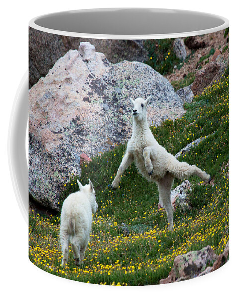 Mountain Goats; Posing; Group Photo; Baby Goat; Nature; Colorado; Crowd; Baby Goat; Mountain Goat Baby; Happy; Joy; Nature; Brothers Coffee Mug featuring the photograph The Ballerina by Jim Garrison