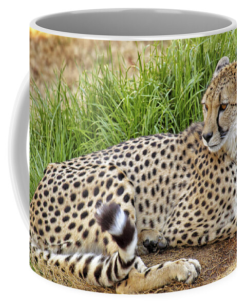 Cheetah Coffee Mug featuring the photograph The Beautiful Cheetah by Jason Politte