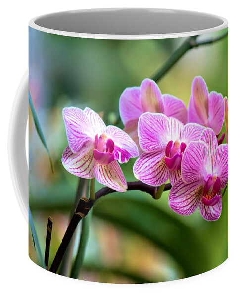 Carol R Montoya Coffee Mug featuring the photograph The Conservatory Orchid by Carol Montoya
