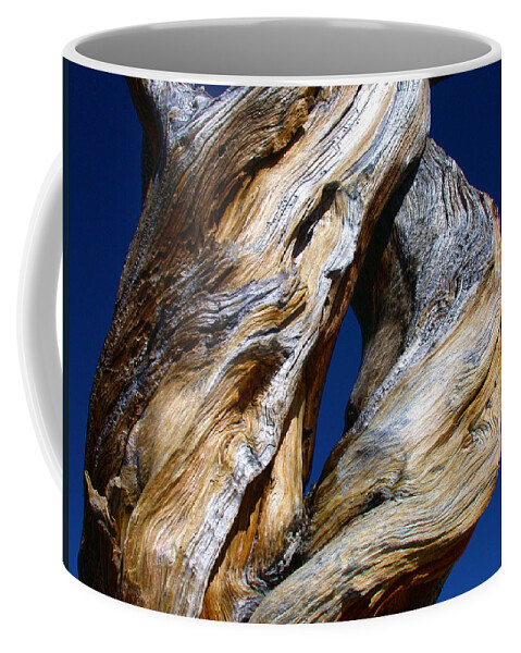 D Coffee Mug featuring the photograph The D Tree by Shane Bechler