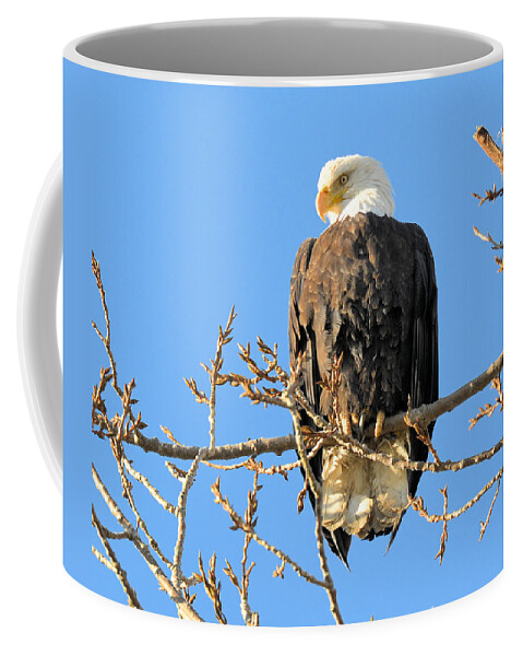 Eagle Coffee Mug featuring the photograph The Eagle Has Landed by Lawrence Christopher