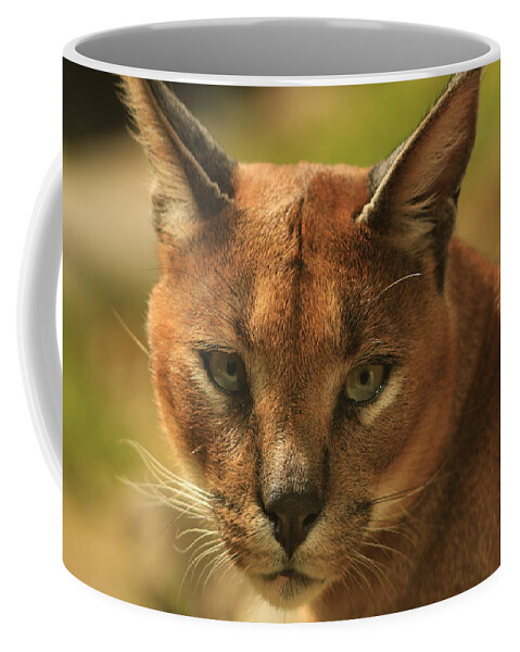 Caracal Coffee Mug featuring the photograph The Focus of a Caracal by Laddie Halupa