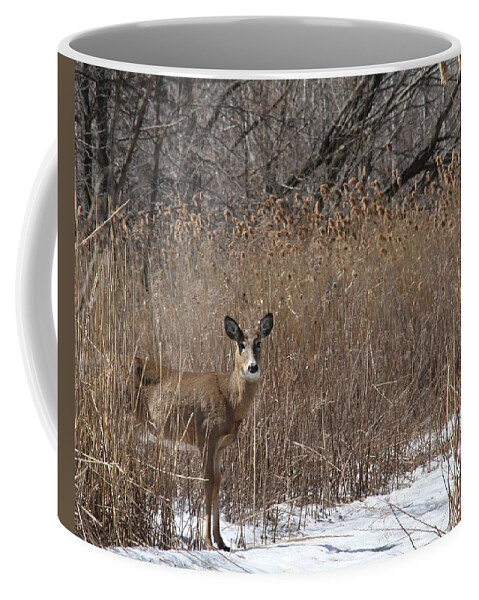 White-tailed Deer Coffee Mug featuring the photograph The Greeting by Doris Potter