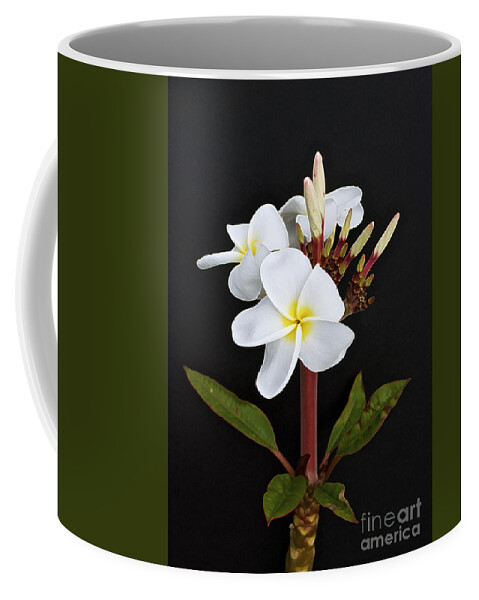 Plumeria Coffee Mug featuring the photograph The Plumeria by Gwyn Newcombe