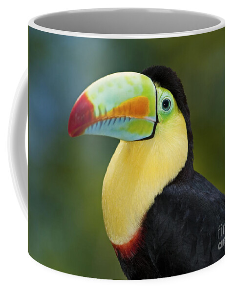 Festblues Coffee Mug featuring the photograph The Rainbow Bird.. by Nina Stavlund