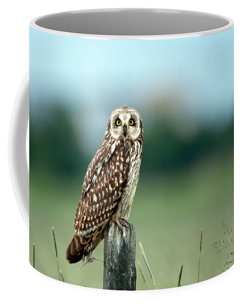 Short Eared Owl Coffee Mug featuring the photograph The short-eared owl by Torbjorn Swenelius