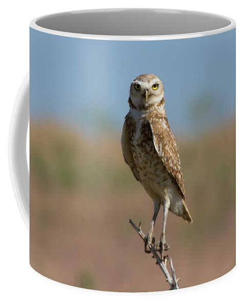 Owl Coffee Mug featuring the photograph The Stare of a Burrowing Owl by Tony Hake