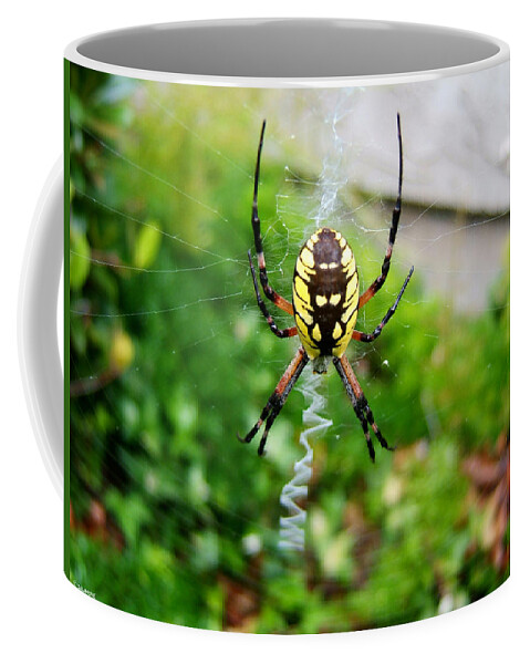 Spider Garden Insect Web Spiderweb Nature Coffee Mug featuring the photograph The Weaver by Brenda Salamone