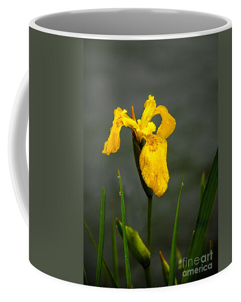 Iris Coffee Mug featuring the photograph The Yellow One by Robert Bales