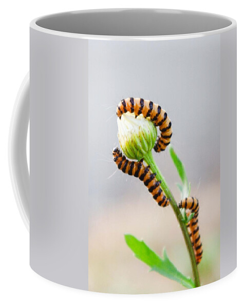 Catepillars Coffee Mug featuring the photograph There Used To Be A Garden by Adria Trail