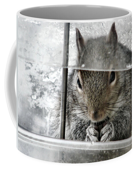 Squirrel Coffee Mug featuring the photograph Thief In The Birdfeeder by Rory Siegel