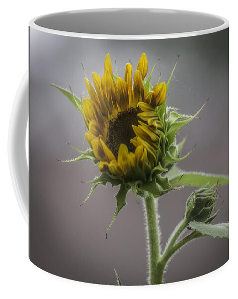 Sun Flower Coffee Mug featuring the photograph This Is Just The Begining by Thomas Young