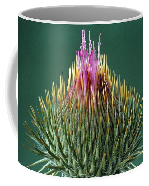 Angiosperm Coffee Mug featuring the photograph Thistle Bud by Perennou Nuridsany