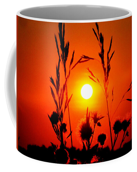 Plants Coffee Mug featuring the photograph Thistles in the Sunset by Andrea Lawrence