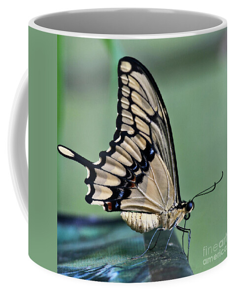 Heiko Coffee Mug featuring the photograph Thoas swallowtail Butterfly by Heiko Koehrer-Wagner