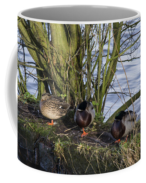  Duck Coffee Mug featuring the photograph Three In A Row by Spikey Mouse Photography