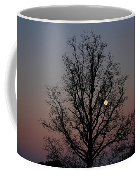 Sunset Coffee Mug featuring the photograph Through the Boughs landscape by Dan Stone