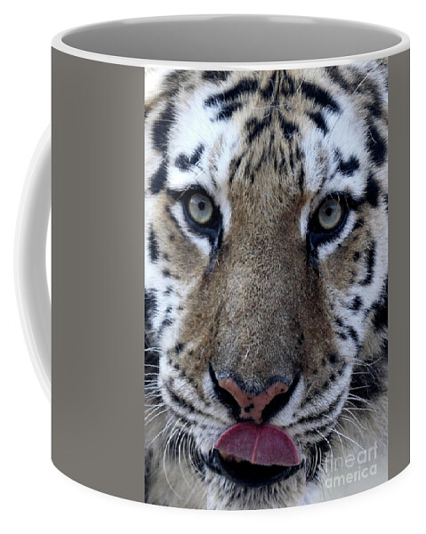 Cat Coffee Mug featuring the photograph Tiger Lick by Karol Livote