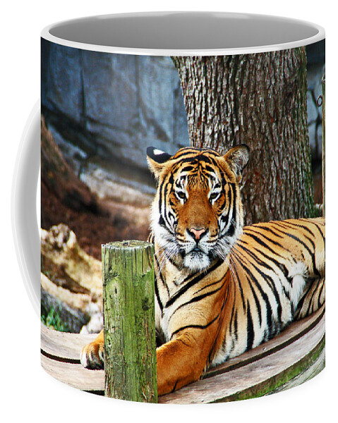 Tiger Coffee Mug featuring the photograph Tiger Portrait by Aimee L Maher ALM GALLERY