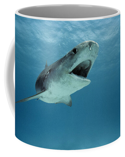 Tiger Shark Coffee Mug featuring the photograph Tiger Shark by Jeffrey Rotman