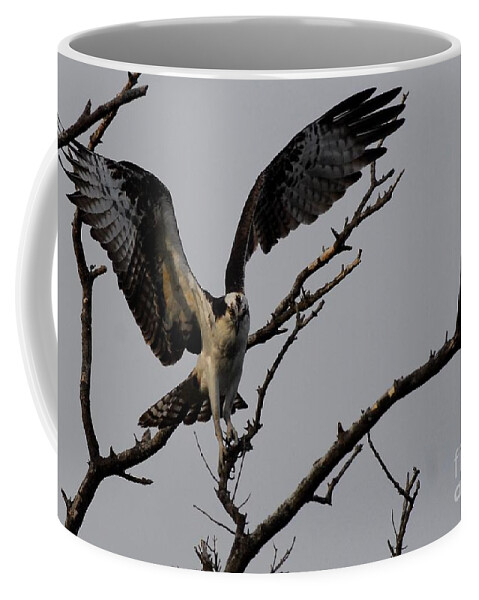 Osprey Coffee Mug featuring the photograph Tight Flight by Quinn Sedam