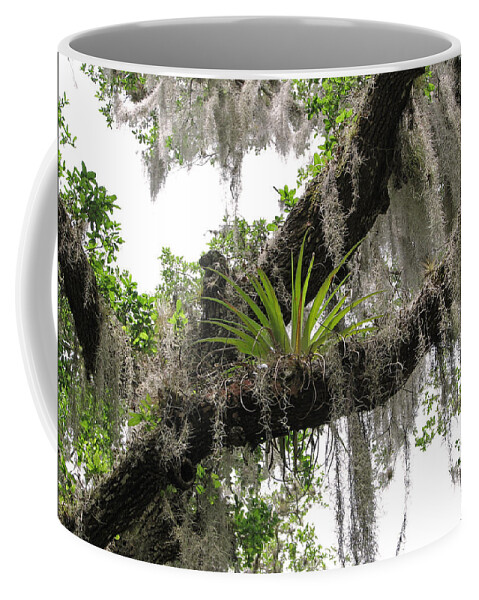 Nature Coffee Mug featuring the photograph Tillandsia by Peggy Urban