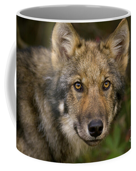 00427714 Coffee Mug featuring the photograph Timber Wolf in Denali by Yva Momatiuk John Eastcott