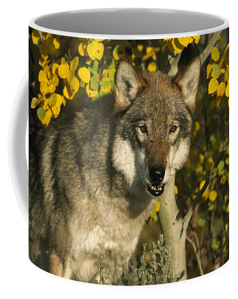 Feb0514 Coffee Mug featuring the photograph Timber Wolf Teton Valley Idaho by Tom Vezo