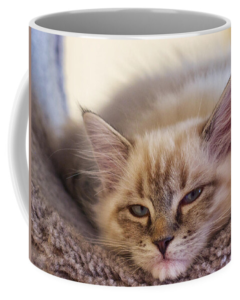 Adorable Coffee Mug featuring the photograph Tired Kitten by David Kay