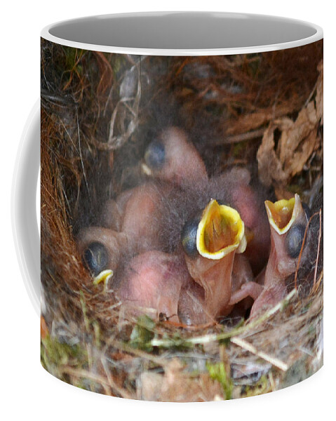 Titmouse Coffee Mug featuring the photograph Titmouse Hatchlings by Kathy Baccari